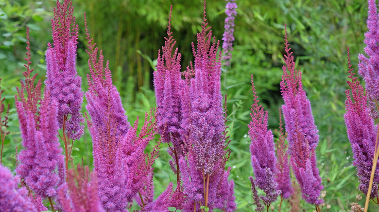 Purple astilbe flowers in bloom.