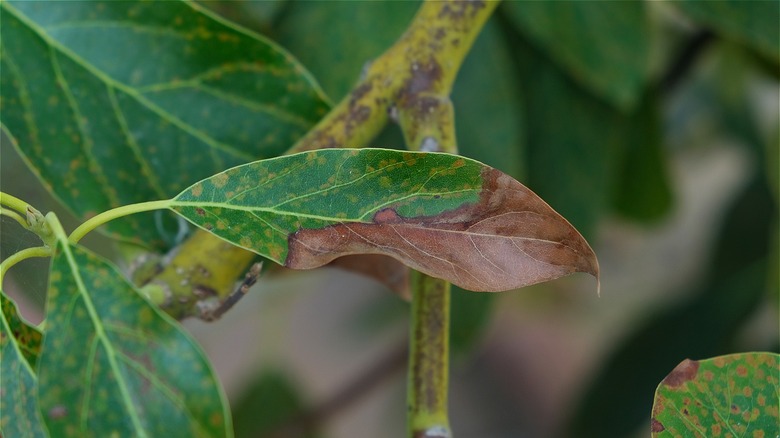 Brown avocado tree leaf