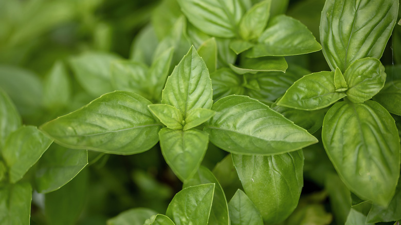 Closeup of green basil plant.