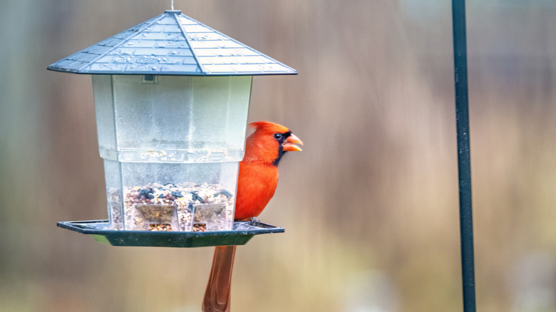 A tidy bird feeder that has a tray to hold the seed with a cardinal on it.