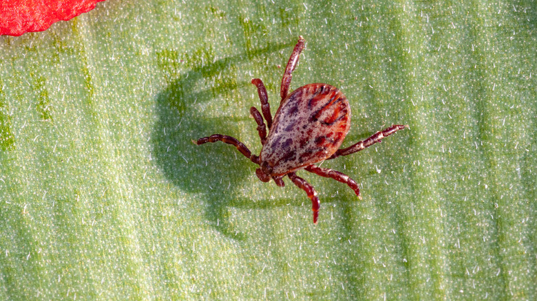 A closeup image of a mite, known as a chigger, on a leaf of grass.