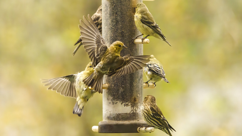 Multiple finches clamor for food at a tube feeder containing nyjer seed.