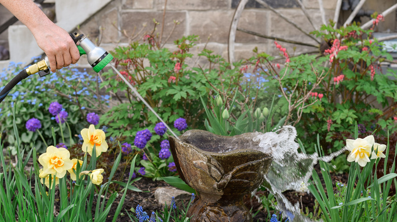 A person rinses a birdbath using a garden hose.