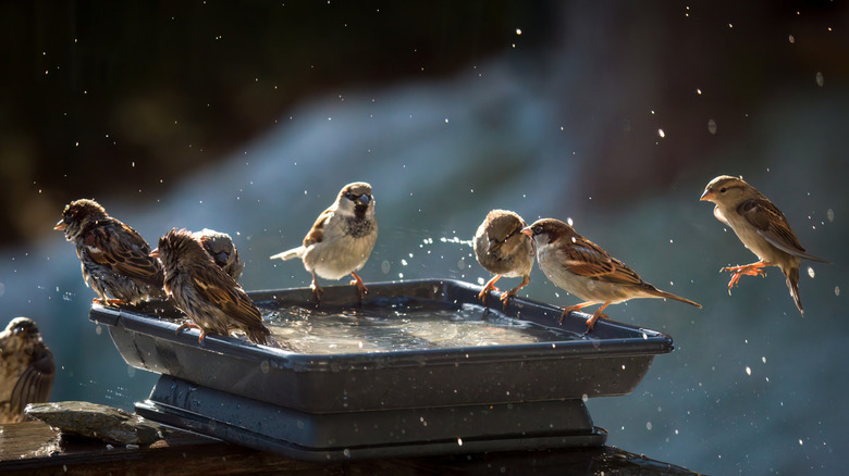 House sparrows splashing around in a small square birdbath.