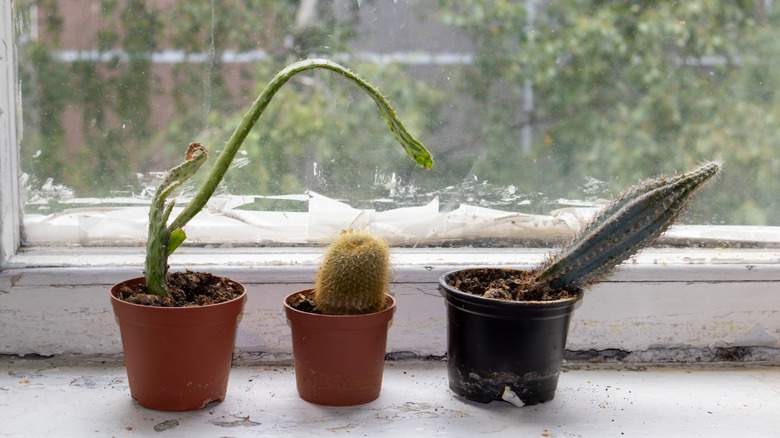 Three small cacti in pots on a windowsill, all of them are leaning far towards the right and looking sick