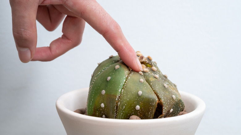 An overwatered cactus suffering from root rot