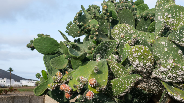 An outdoor cactus is covered in white spots from an infestation