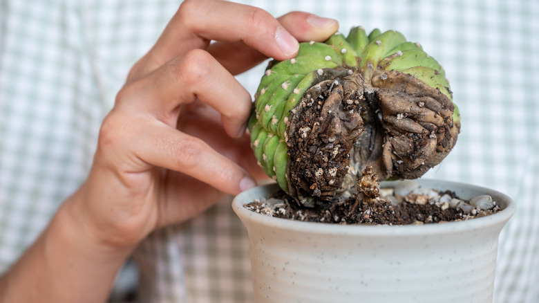 Hand holding half dying cactus 