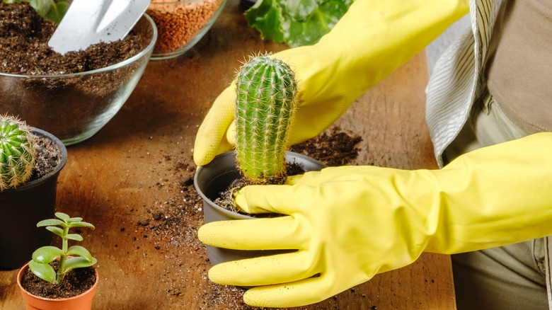gloved hands handling yellowing cactus