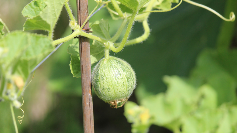 Very small cantaloupe growing from staked vine.