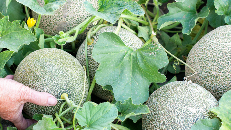Cantaloupe growing from vines.