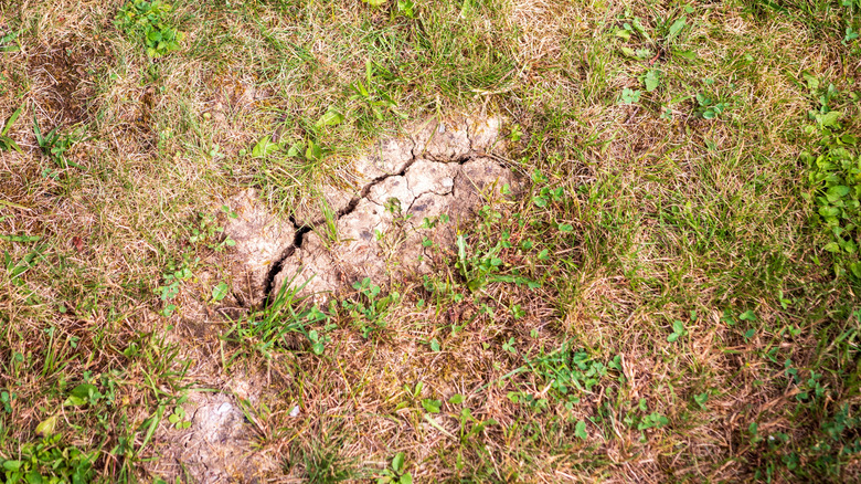 Dry lawn with cracked soil during summer drought.