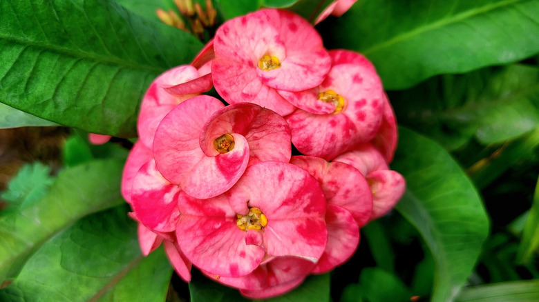 A close up of the crown of thorns' flowers