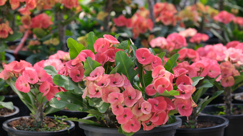 A collection of crown of thorns plants in black plastic pots with a profusion of blooms