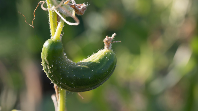 a deformed cucumber in a garden
