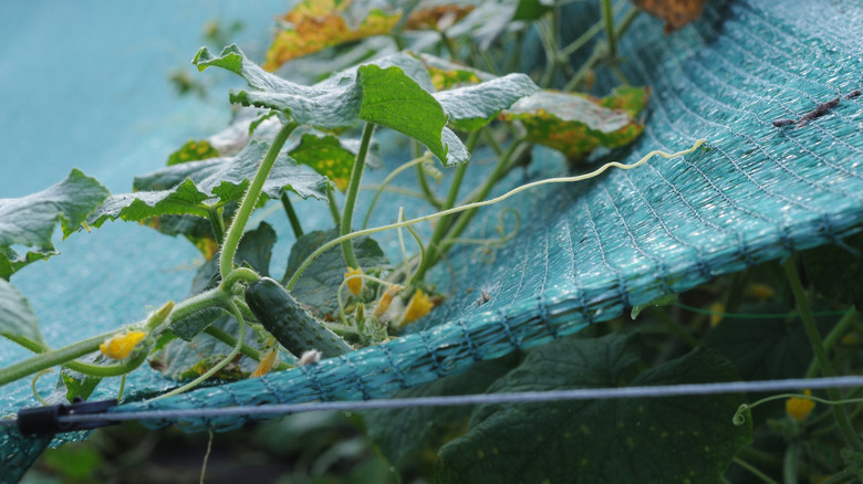 Cucumbers grow on a shading net