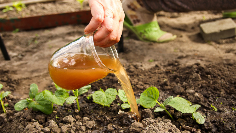 Someone pouring compost tea on a garden plant