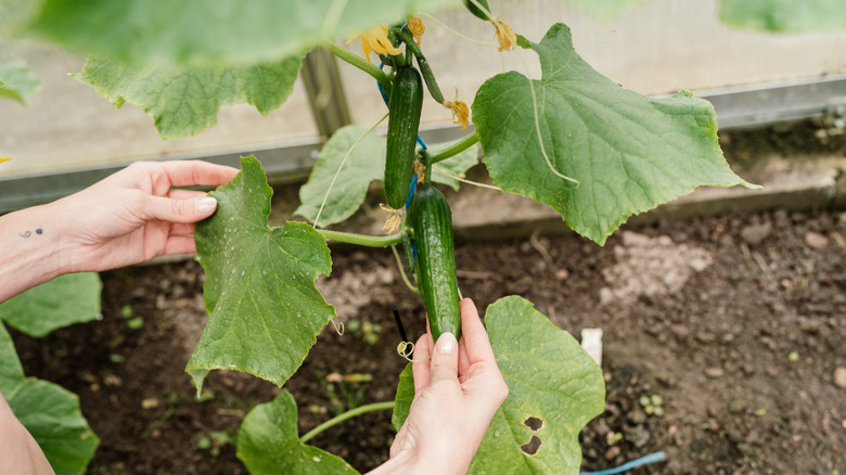 Someone examining cucumbers hanging off the vine.