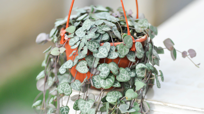 potted String of hearts plant