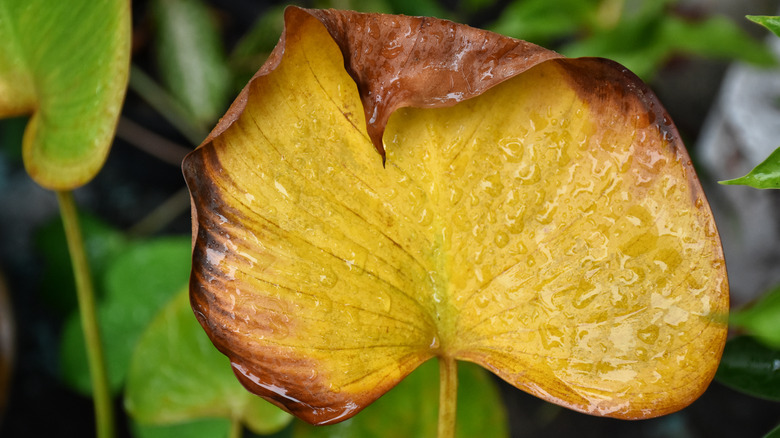 Elephant ear leaf turning yellow