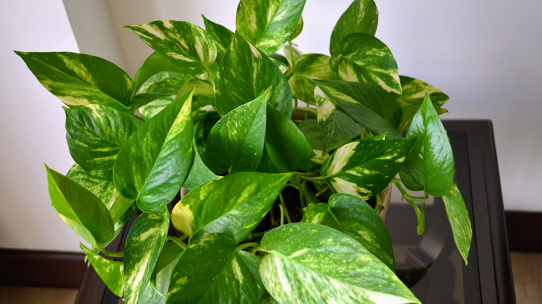 Close-up of a pothos plant with full green leaves