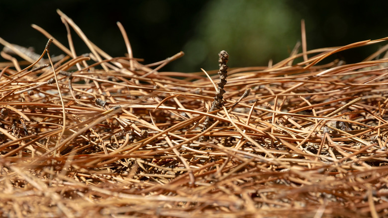 Brown pine needles fallen on ground