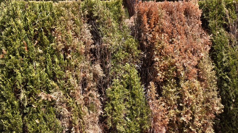 Browning conifers serving as a privacy screen in a garden