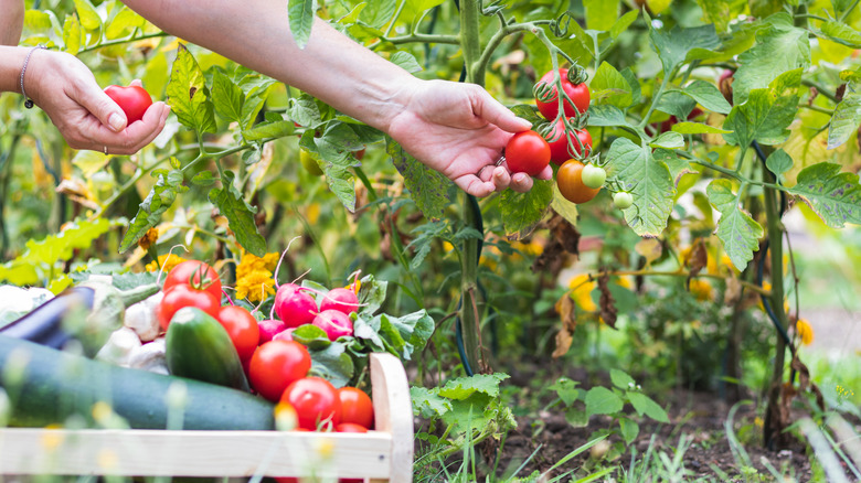 person picking tomato