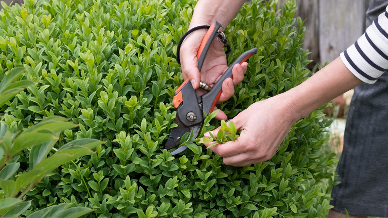 Hands holding pruning years and cutting a boxwood hedge