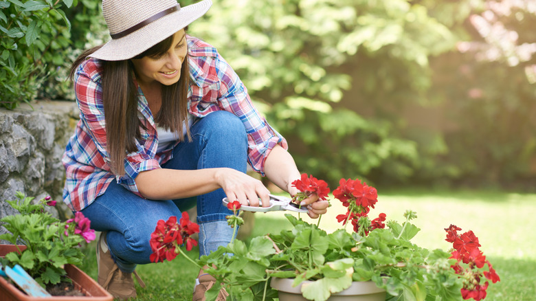 A woman caring for geraniums in a pot