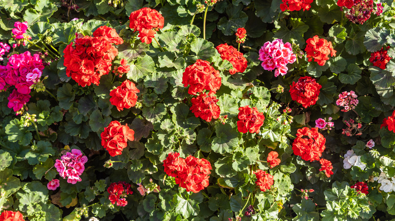 Geranium plants covered with blooms, growing in sunshine