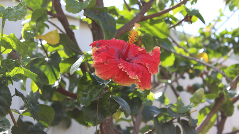 red hibiscus flower dying