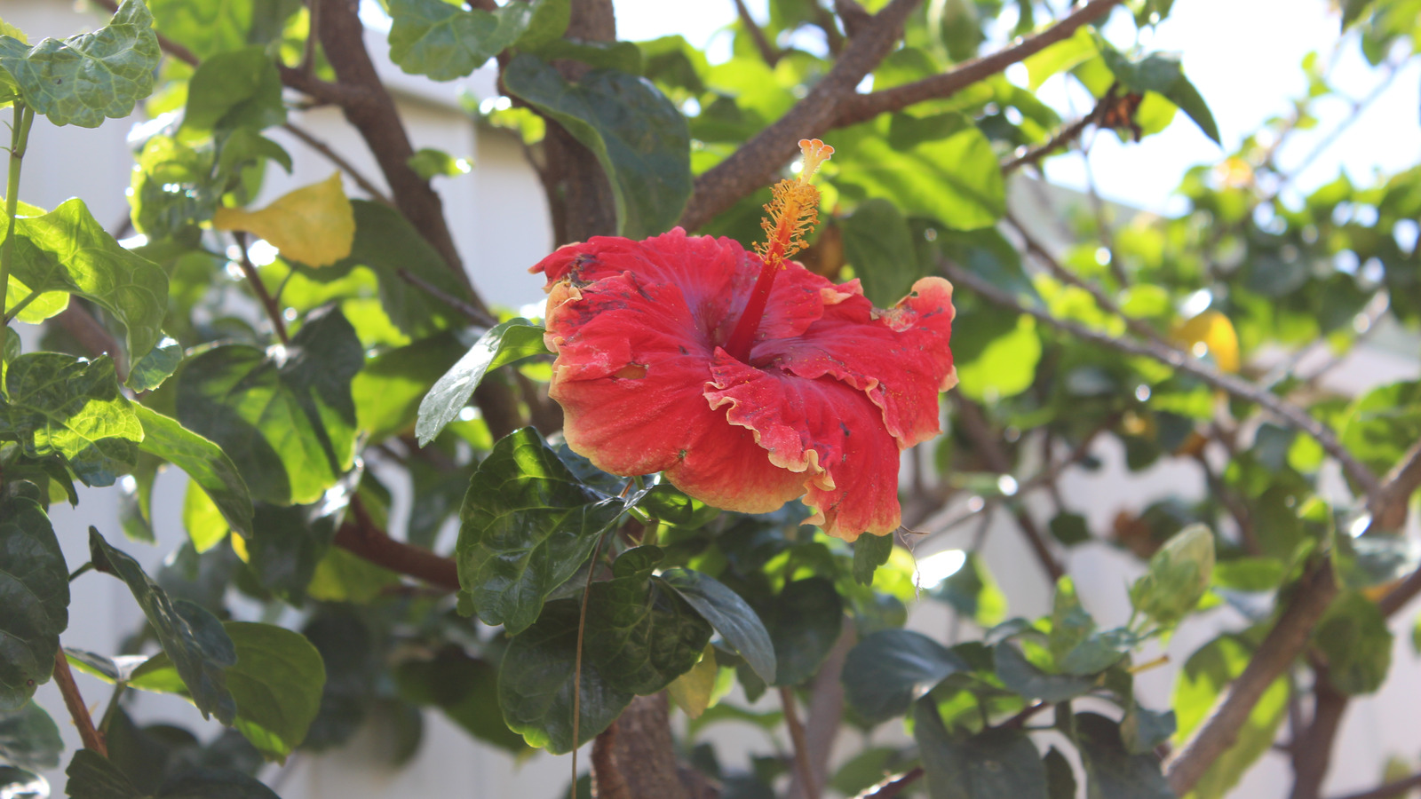 Why Your Hibiscus Flower Plant Is Turning Yellow