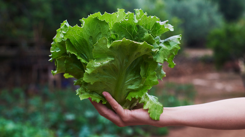 Person holding lettuce