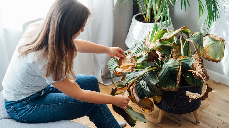 woman examining dying plant