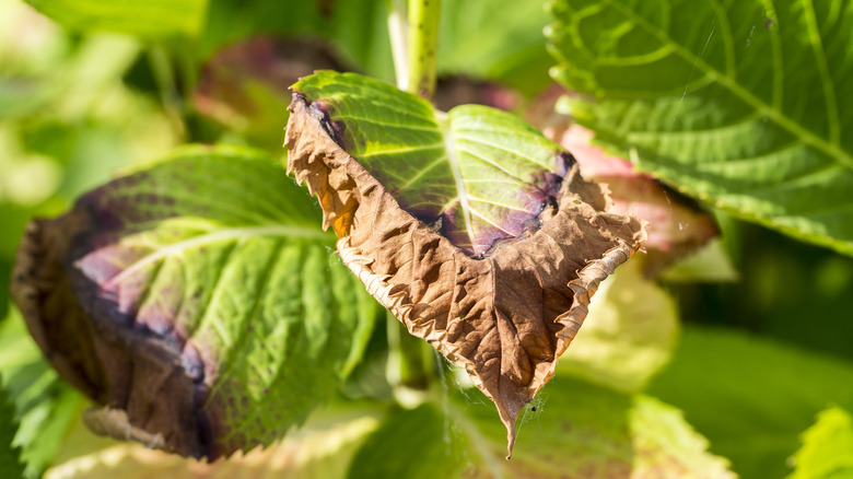 Hydrangea leaves brown wilted