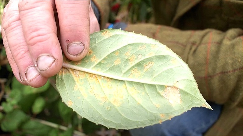 Leaf with orange spots 