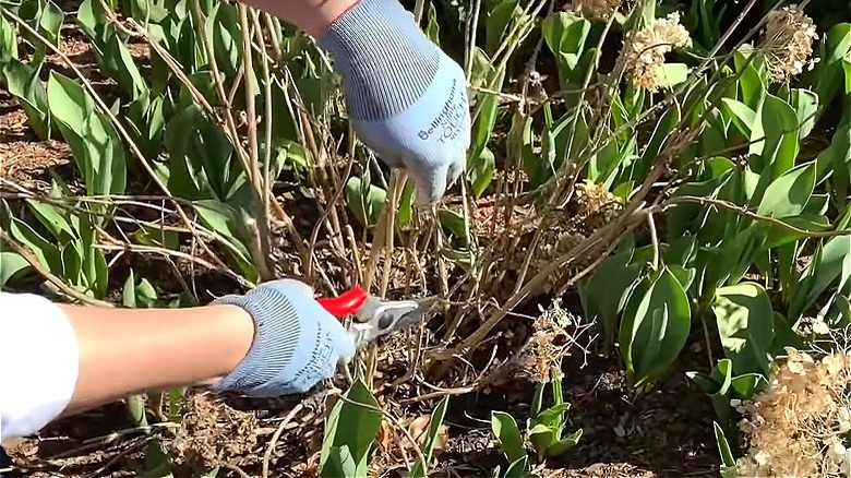 Sick hydrangea plant undergoing pruning
