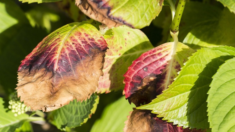 Hydrangea with leaves turning purple 