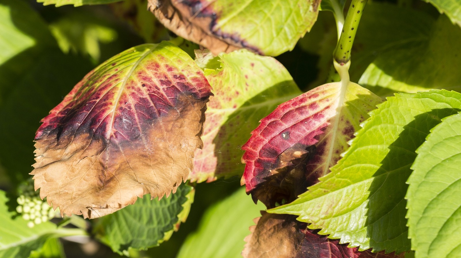 Hydrangea Leaves Turning Yellow