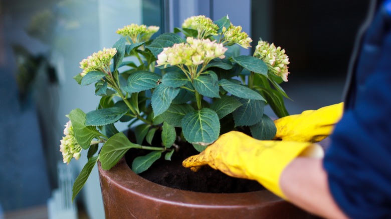 person tending to hydrangea soil