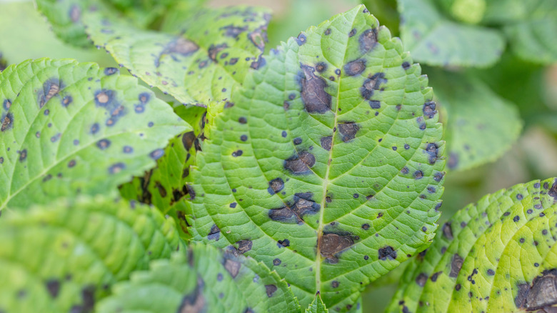 Evidence of brown leaf spot disease on hydrangea leaves.