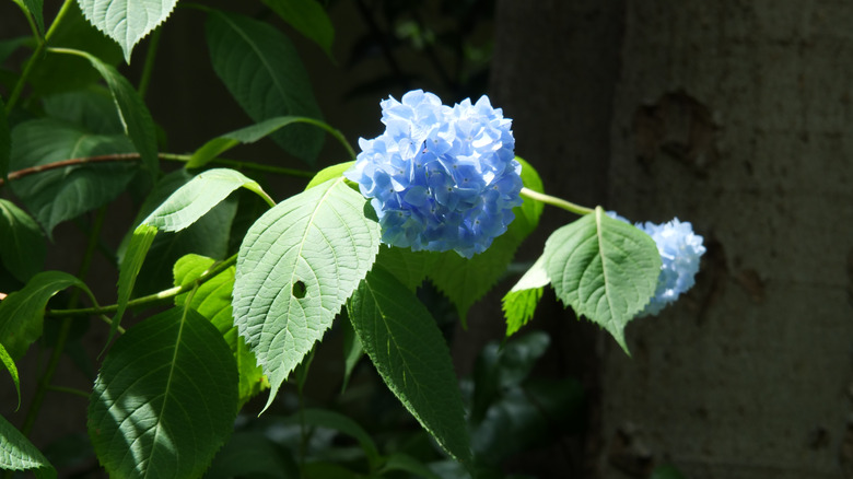 A flowering hydrangea plant has a leaf with a hole in it.