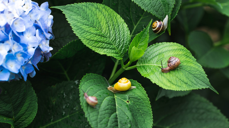 Grape snails on hydrangea leaves and flowers.