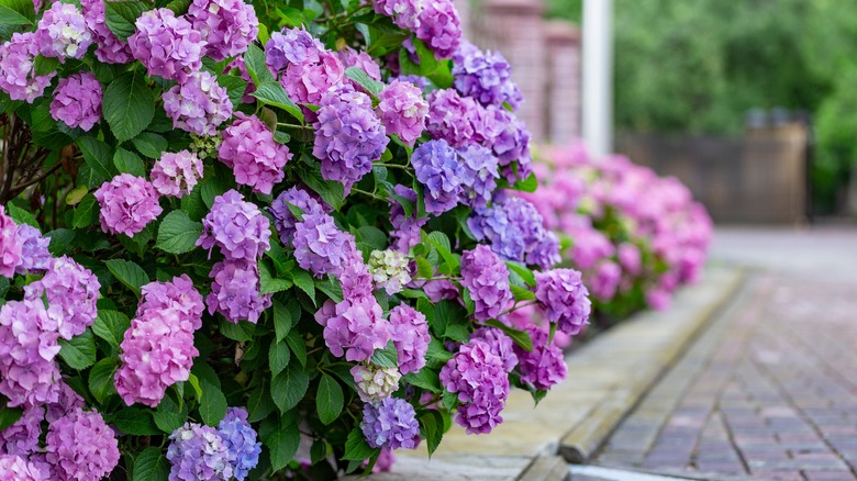 Assorted hydrangea flowers