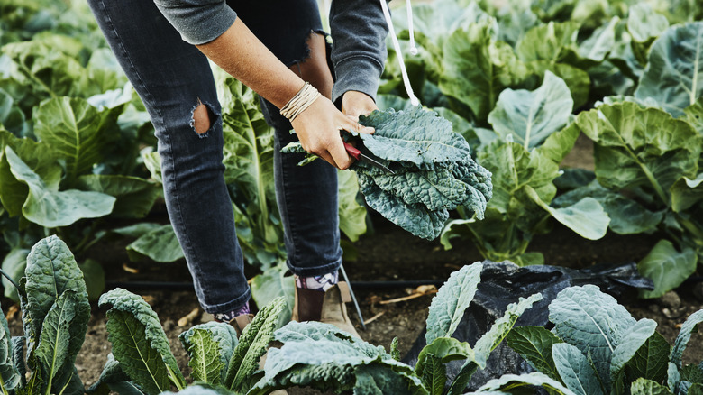 Person standing in a kale garden and harvesting kale leaves