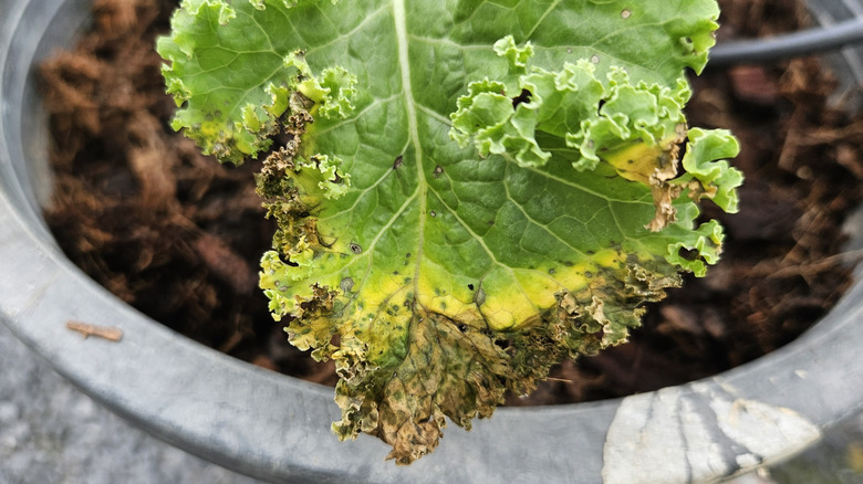 Close up of kale leaf with yellow and brown rim.