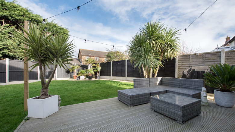 palm trees in backyard