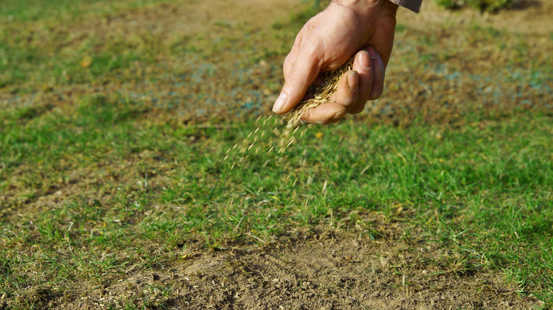 A gardener spreads grass seeds on bare patch of lawn.