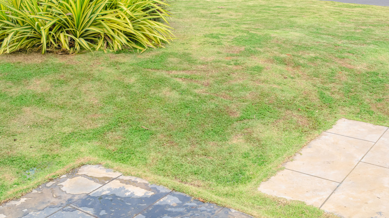 Brown patches in a lawn in a backyard nearby a paved patio and garden bed.